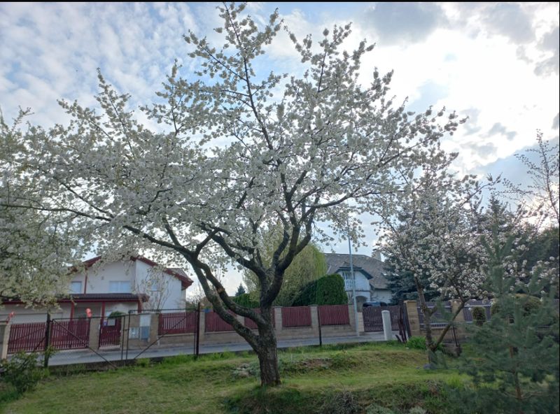 Křeslice, duben 2025 — fotografie 1 z 3